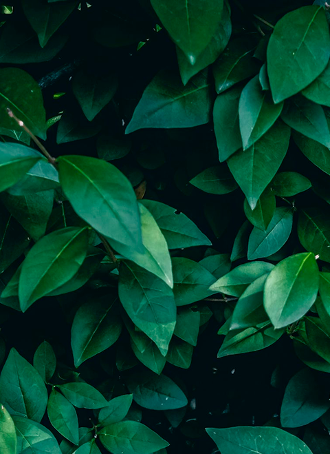 Carbon Credit Lifecycle Management
